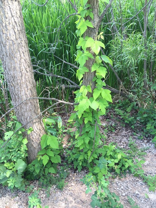 Poison Ivy on a Tree 